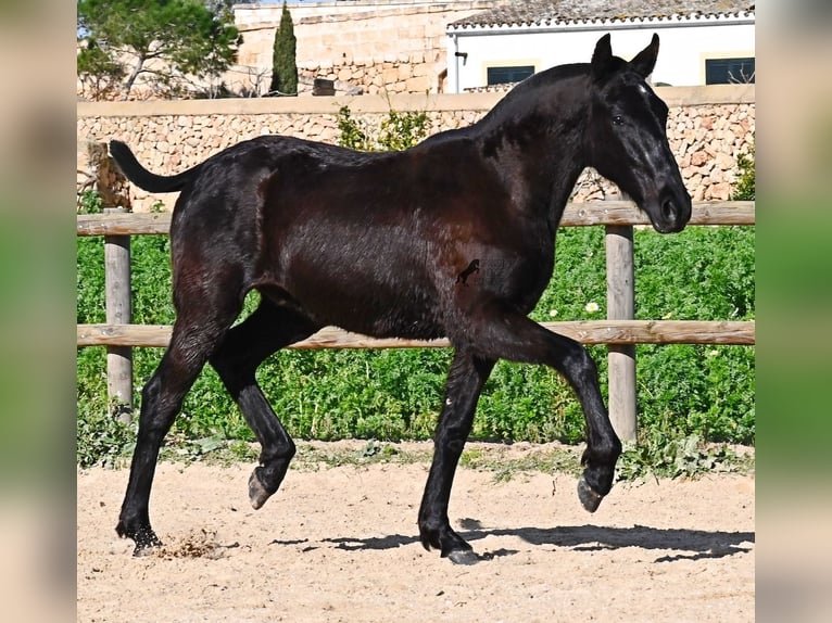 Menorcaanse Hengst 1 Jaar 163 cm Zwart in Menorca