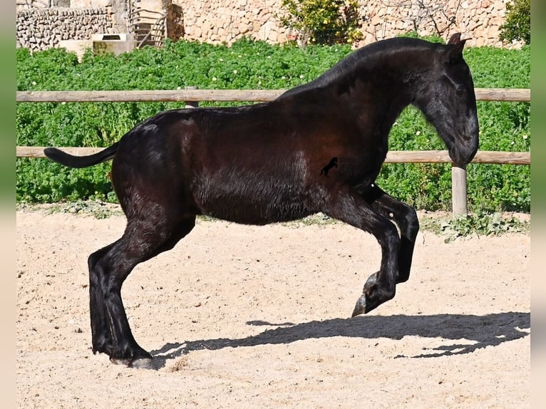 Menorcaanse Hengst 1 Jaar 163 cm Zwart in Menorca