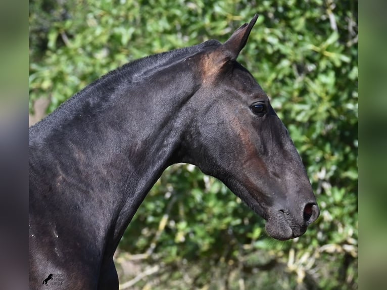 Menorcaanse Hengst 1 Jaar 163 cm Zwart in Menorca