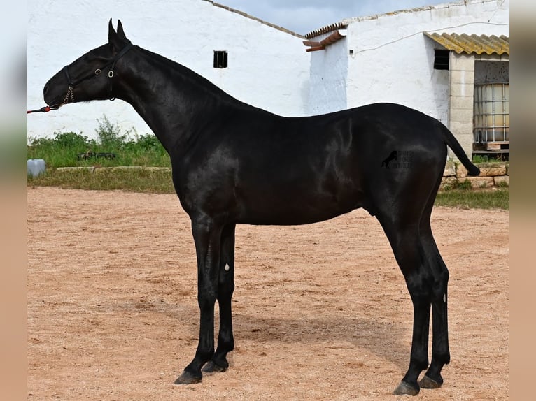 Menorcaanse Hengst 1 Jaar 163 cm Zwart in Menorca