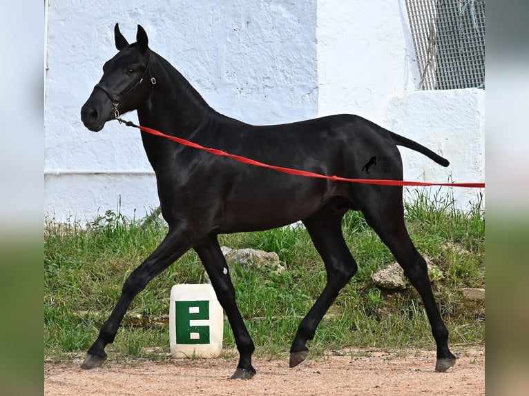 Menorcaanse Hengst 1 Jaar 163 cm Zwart in Menorca
