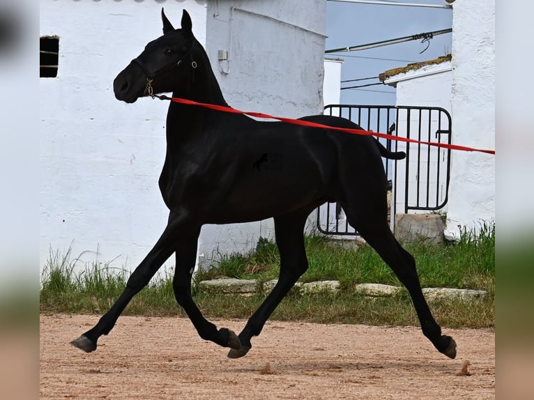Menorcaanse Hengst 1 Jaar 163 cm Zwart in Menorca