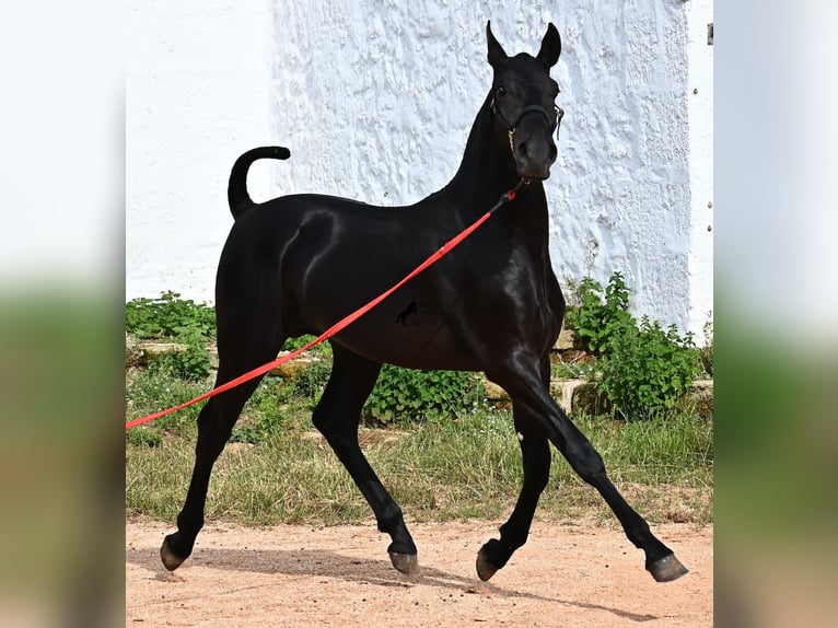Menorcaanse Hengst 1 Jaar 163 cm Zwart in Menorca