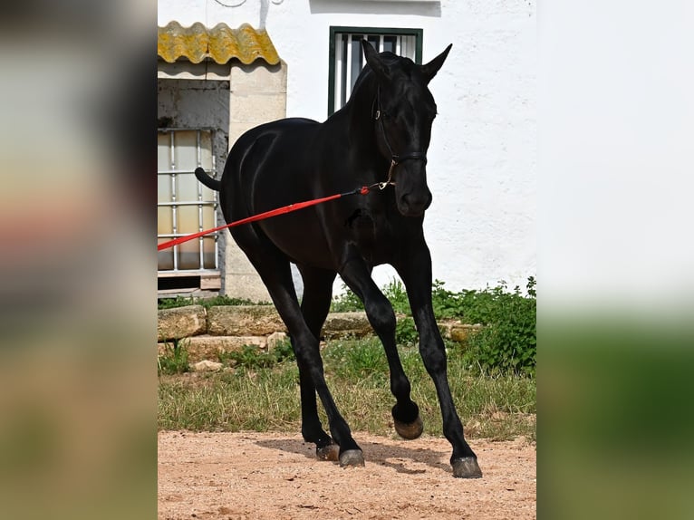Menorcaanse Hengst 1 Jaar 163 cm Zwart in Menorca