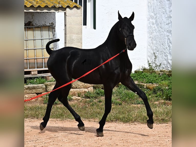 Menorcaanse Hengst 1 Jaar 163 cm Zwart in Menorca