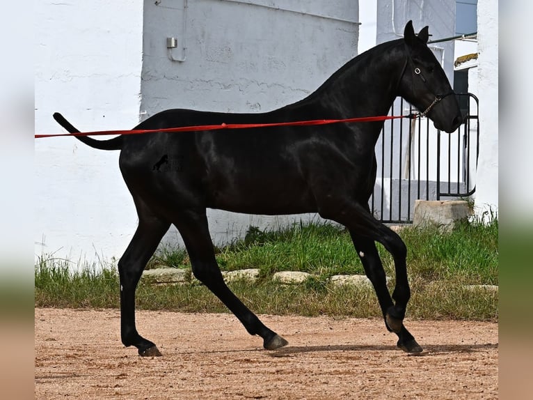 Menorcaanse Hengst 1 Jaar 163 cm Zwart in Menorca