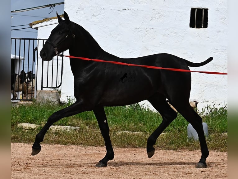 Menorcaanse Hengst 1 Jaar 163 cm Zwart in Menorca
