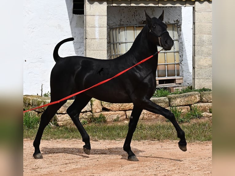 Menorcaanse Hengst 1 Jaar 163 cm Zwart in Menorca