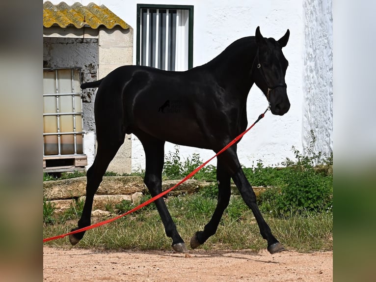 Menorcaanse Hengst 1 Jaar 163 cm Zwart in Menorca