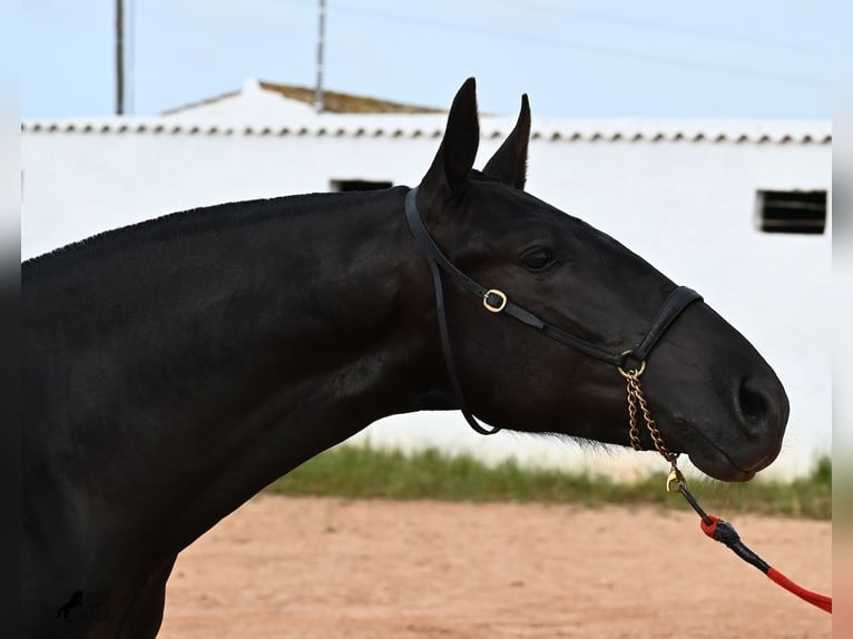 Menorcaanse Hengst 1 Jaar 163 cm Zwart in Menorca