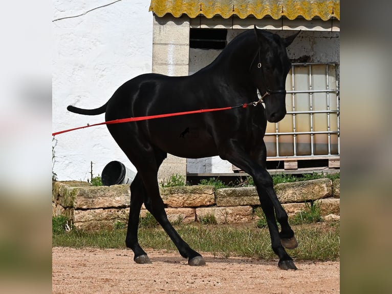 Menorcaanse Hengst 1 Jaar 163 cm Zwart in Menorca