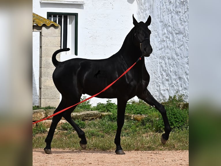 Menorcaanse Hengst 1 Jaar 163 cm Zwart in Menorca