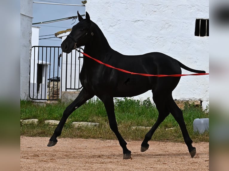 Menorcaanse Hengst 1 Jaar 163 cm Zwart in Menorca