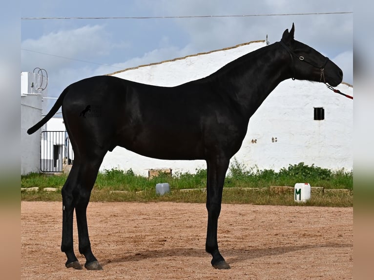 Menorcaanse Hengst 1 Jaar 163 cm Zwart in Menorca