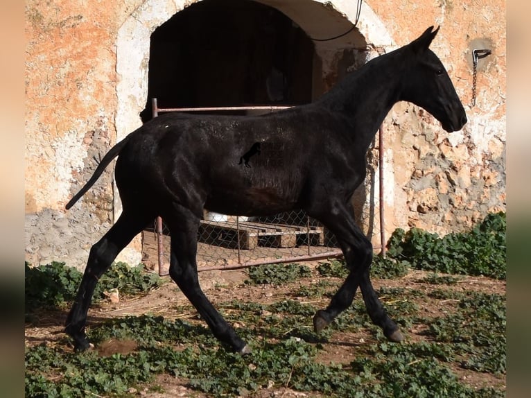 Menorcaanse Hengst 1 Jaar 164 cm Zwart in Menorca