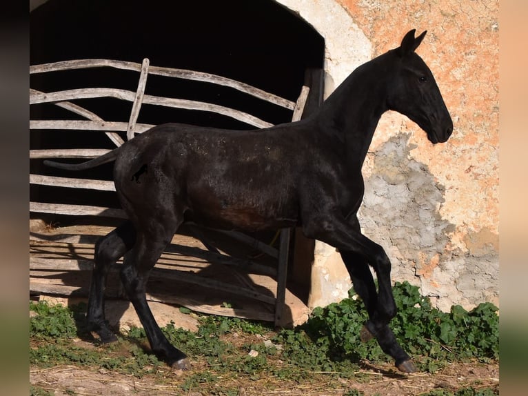 Menorcaanse Hengst 1 Jaar 164 cm Zwart in Menorca