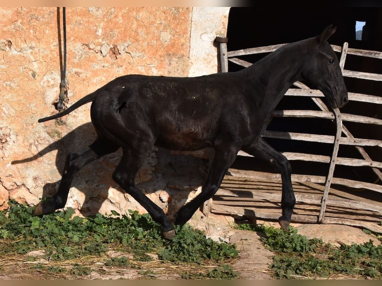 Menorcaanse Hengst 1 Jaar 164 cm Zwart in Menorca