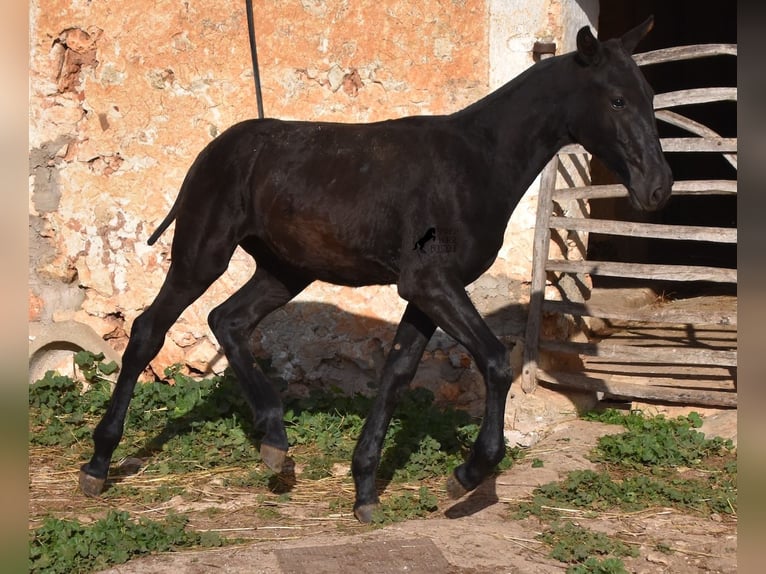 Menorcaanse Hengst 1 Jaar 164 cm Zwart in Menorca