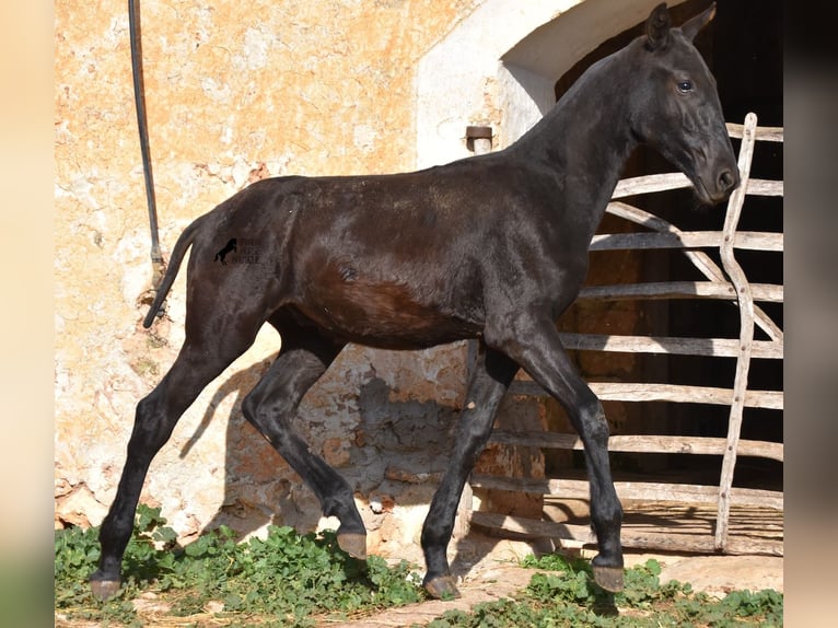 Menorcaanse Hengst 1 Jaar 164 cm Zwart in Menorca