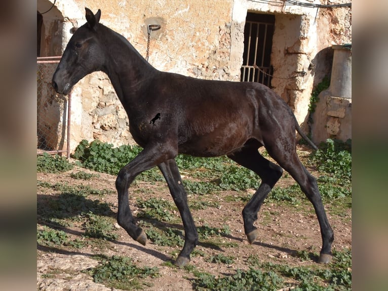 Menorcaanse Hengst 1 Jaar 164 cm Zwart in Menorca