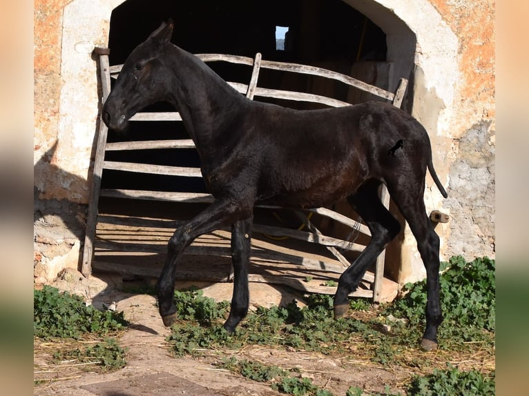 Menorcaanse Hengst 1 Jaar 164 cm Zwart in Menorca