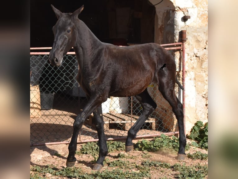 Menorcaanse Hengst 1 Jaar 164 cm Zwart in Menorca