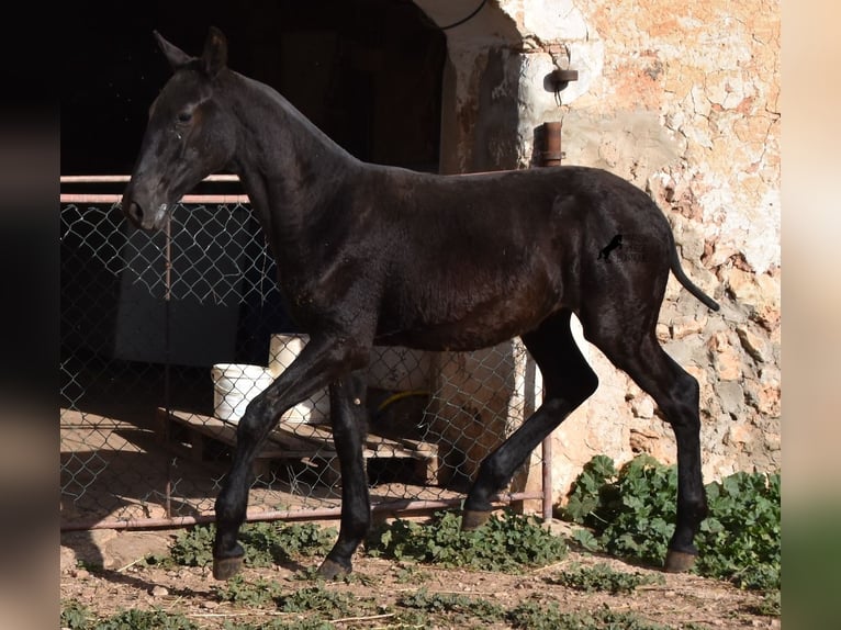 Menorcaanse Hengst 1 Jaar 164 cm Zwart in Menorca