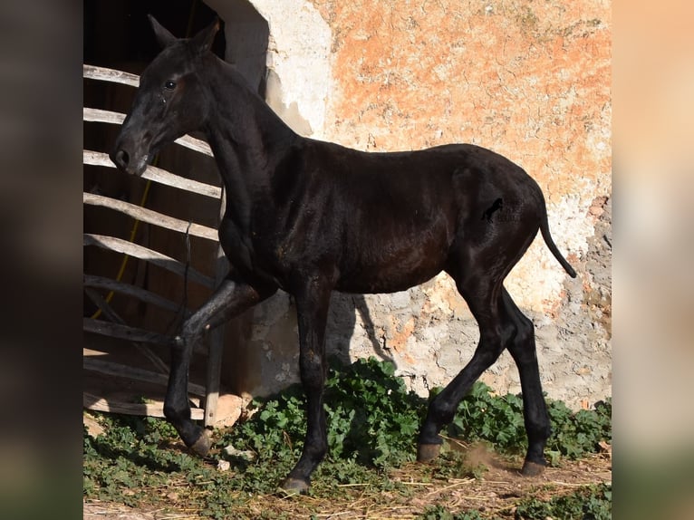 Menorcaanse Hengst 1 Jaar 164 cm Zwart in Menorca