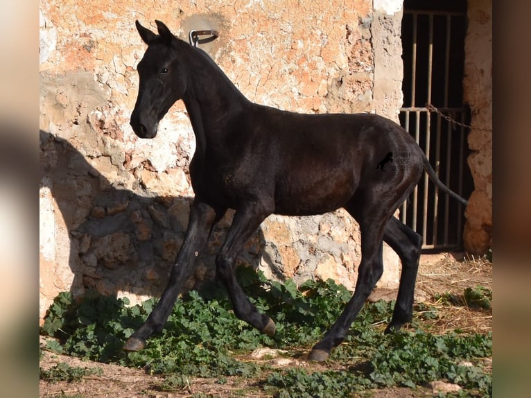 Menorcaanse Hengst 1 Jaar 164 cm Zwart in Menorca