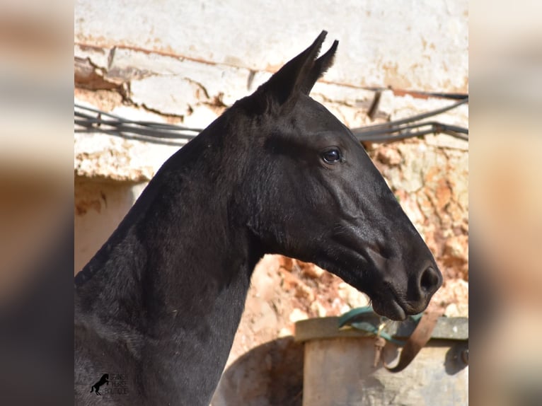 Menorcaanse Hengst 1 Jaar 164 cm Zwart in Menorca