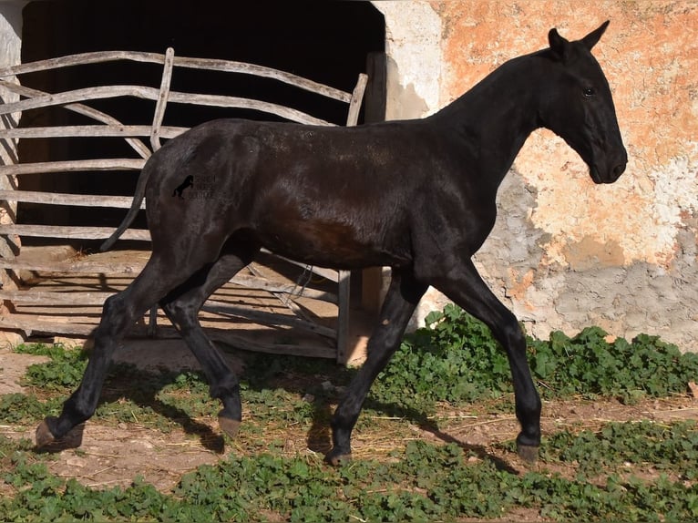 Menorcaanse Hengst 1 Jaar 164 cm Zwart in Menorca