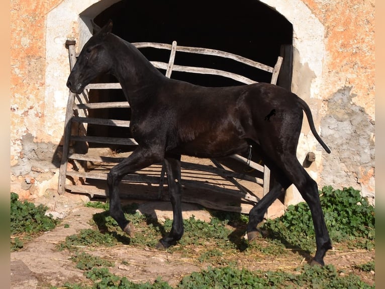 Menorcaanse Hengst 1 Jaar 164 cm Zwart in Menorca