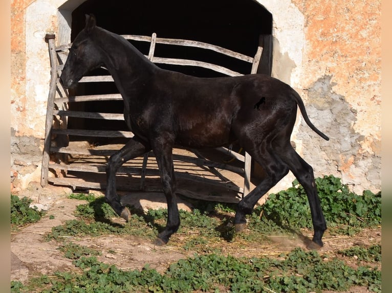 Menorcaanse Hengst 1 Jaar 164 cm Zwart in Menorca