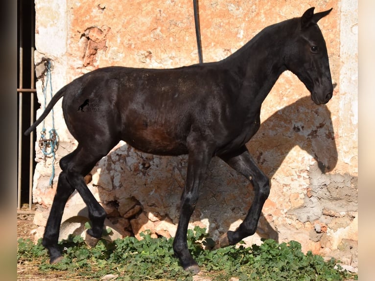 Menorcaanse Hengst 1 Jaar 164 cm Zwart in Menorca