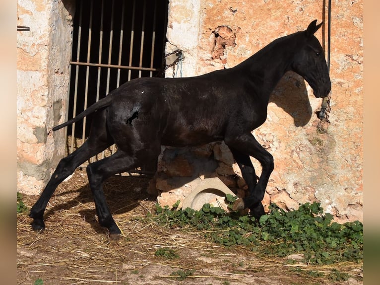 Menorcaanse Hengst 1 Jaar 164 cm Zwart in Menorca