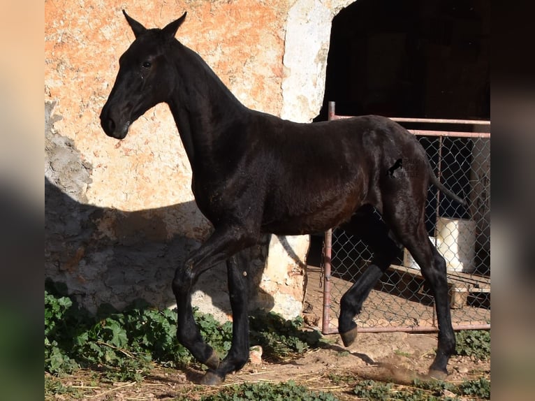 Menorcaanse Hengst 1 Jaar 164 cm Zwart in Menorca