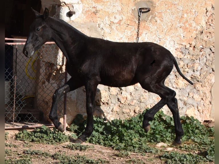 Menorcaanse Hengst 1 Jaar 164 cm Zwart in Menorca