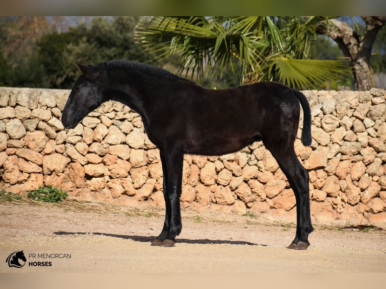 Menorcaanse Hengst 1 Jaar 165 cm Zwart in Menorca