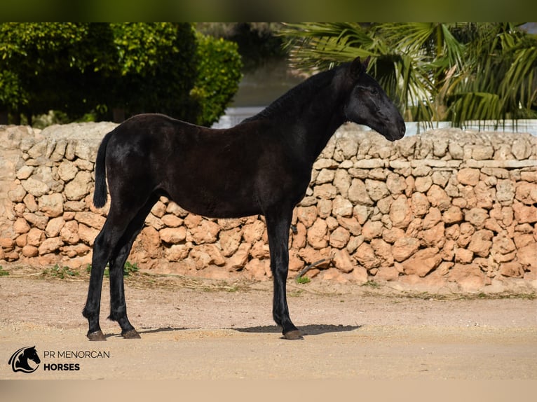 Menorcaanse Hengst 1 Jaar 165 cm Zwart in Menorca