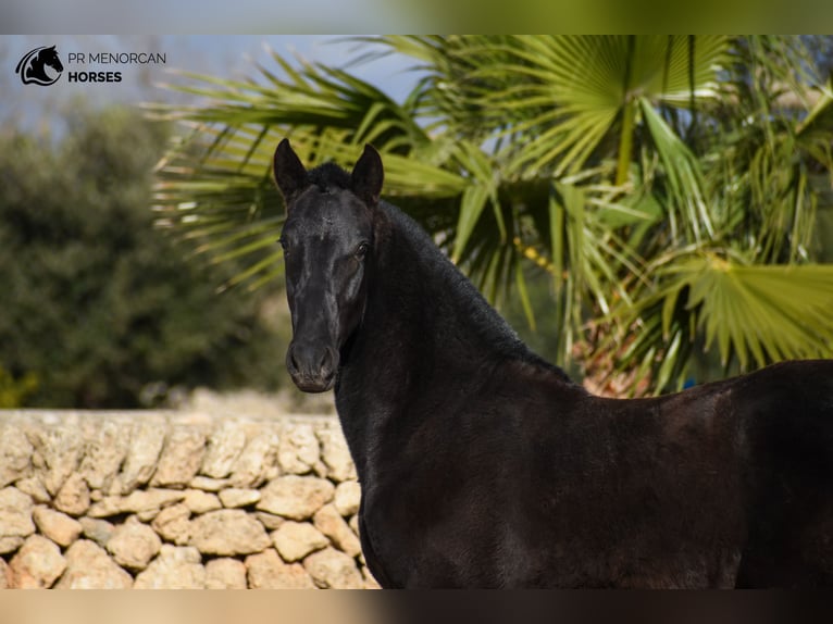 Menorcaanse Hengst 1 Jaar 165 cm Zwart in Menorca