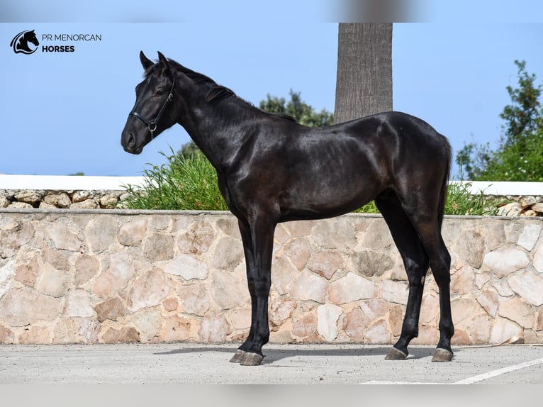 Menorcaanse Hengst 1 Jaar 165 cm Zwart in Menorca