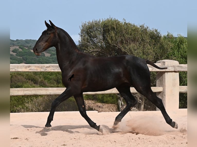 Menorcaanse Hengst 1 Jaar 165 cm Zwart in Menorca