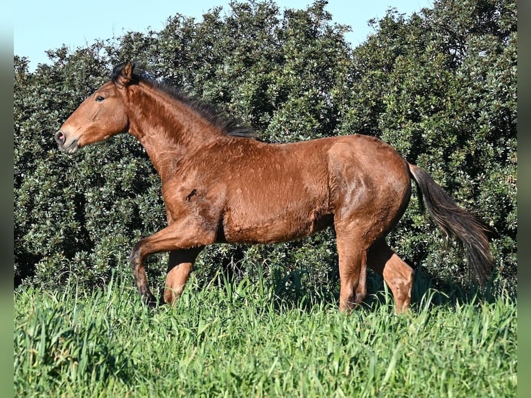 Menorcaanse Mix Hengst 1 Jaar 168 cm Bruin in Menorca