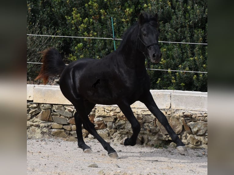 Menorcaanse Hengst 2 Jaar 152 cm Zwart in Menorca