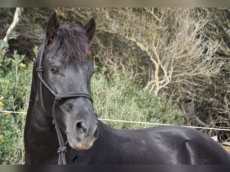 Menorcaanse Hengst 2 Jaar 152 cm Zwart in Menorca