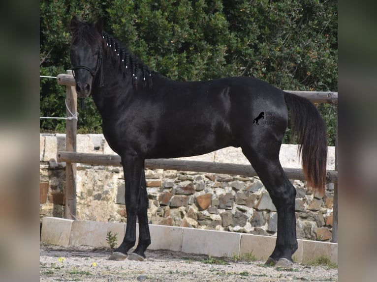 Menorcaanse Hengst 2 Jaar 152 cm Zwart in Menorca