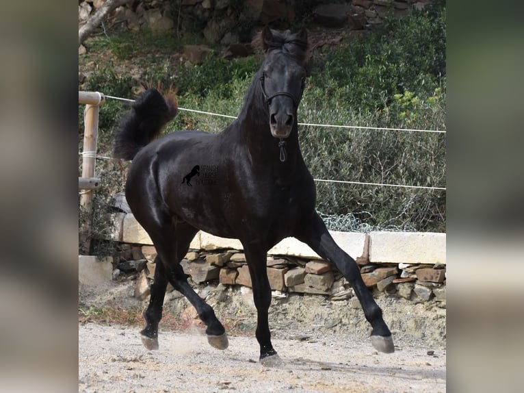 Menorcaanse Hengst 2 Jaar 152 cm Zwart in Menorca