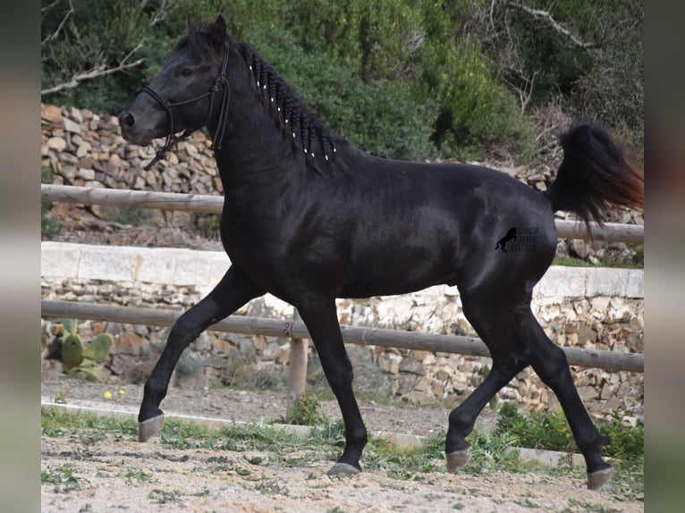 Menorcaanse Hengst 2 Jaar 152 cm Zwart in Menorca