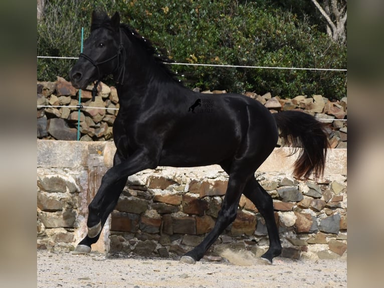 Menorcaanse Hengst 2 Jaar 152 cm Zwart in Menorca