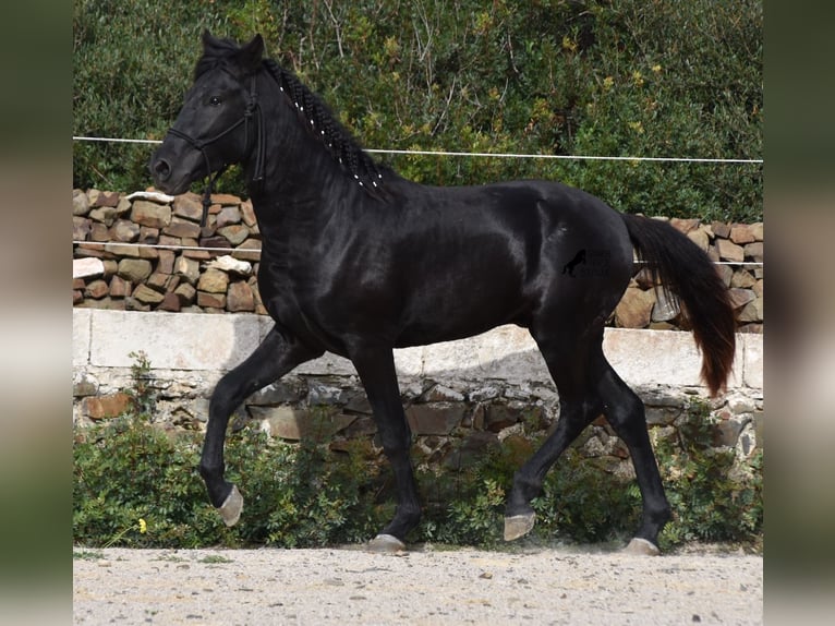 Menorcaanse Hengst 2 Jaar 152 cm Zwart in Menorca